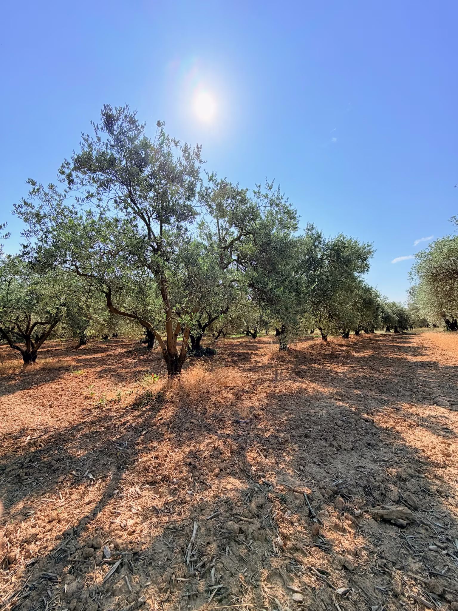 Oliveraies de Haute-Provence